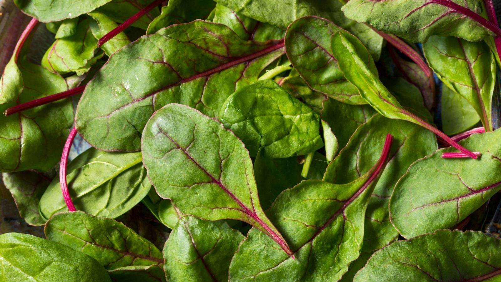 Can You Eat Beet Greens From Root To Leaf can-you-eat-beet-greens-from-root-to-leaf