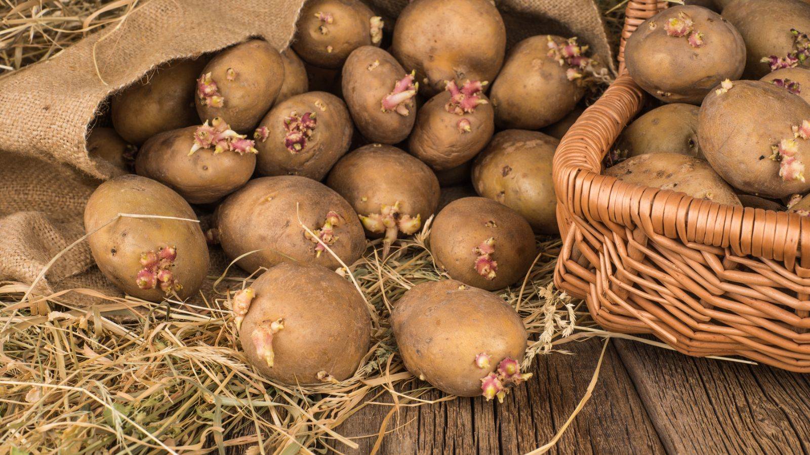Can You Eat Potato Sprouts? What You Need to Know